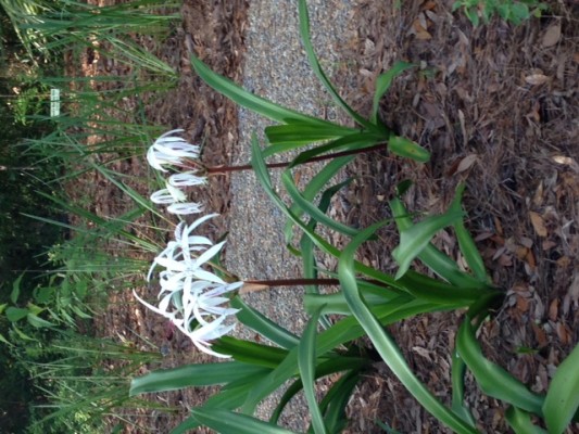 Swamp Lily